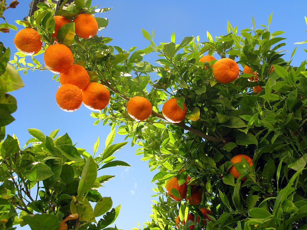 Orange tree - A photo of an orange tree, a citrus tree that is known for its vibrant orange fruits. Orange trees typically have a rounded canopy with glossy, evergreen leaves that are dark green and oval-shaped. The tree may have thorns on the branches or be thornless, depending on the variety. The flowers of an orange tree are usually fragrant and white or cream-colored. The fruits are round or oval, with a thick, textured rind that is typically orange in color when ripe.