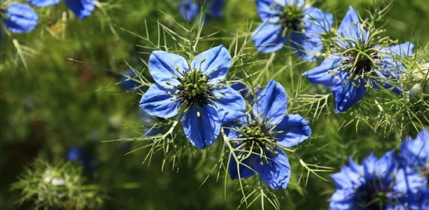 Nigella sativa plant - A photo of a Nigella sativa plant, commonly known as black seed or black cumin. It features a small annual flowering plant with delicate, feathery leaves that are green in color. The plant produces small, delicate flowers that are typically blue or white in color, and are surrounded by finely divided leaf-like structures. The flowers are followed by small, black seeds that are used in culinary and medicinal purposes. 