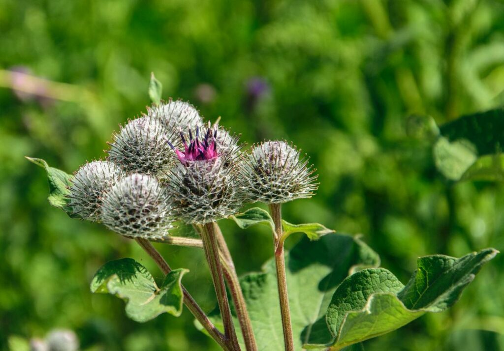Burdock Plant - A photo of a Burdock plant, typically featuring a biennial herbaceous plant with large, heart-shaped leaves and a tall stalk covered with burrs. The leaves are dark green and have a rough texture, with prominent veins and wavy margins. The stalks are hollow and can grow up to several feet tall, topped with clusters of purple or pink flowers that bloom in the summer. The plant also produces round burrs covered with hooked bristles