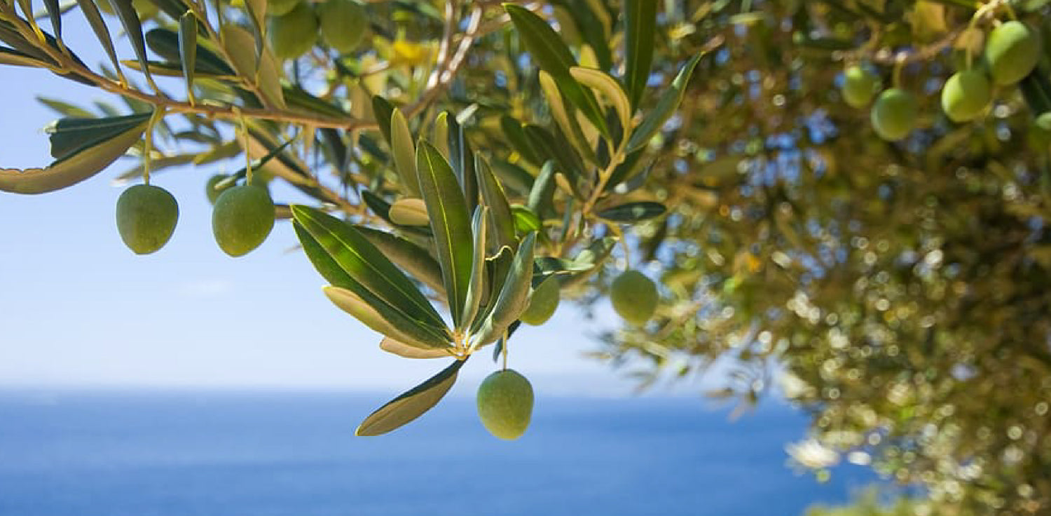 Olive tree - A photo of an olive tree, scientifically known as Olea europaea. It features a small to medium-sized evergreen tree with a gnarled trunk and dense, gray-green foliage. The leaves are opposite, lanceolate, and leathery, with a silvery underside. The tree bears small, fragrant, creamy-white flowers that are followed by oval-shaped fruits known as olives. The fruits are typically green when unripe and turn black or purple when ripe