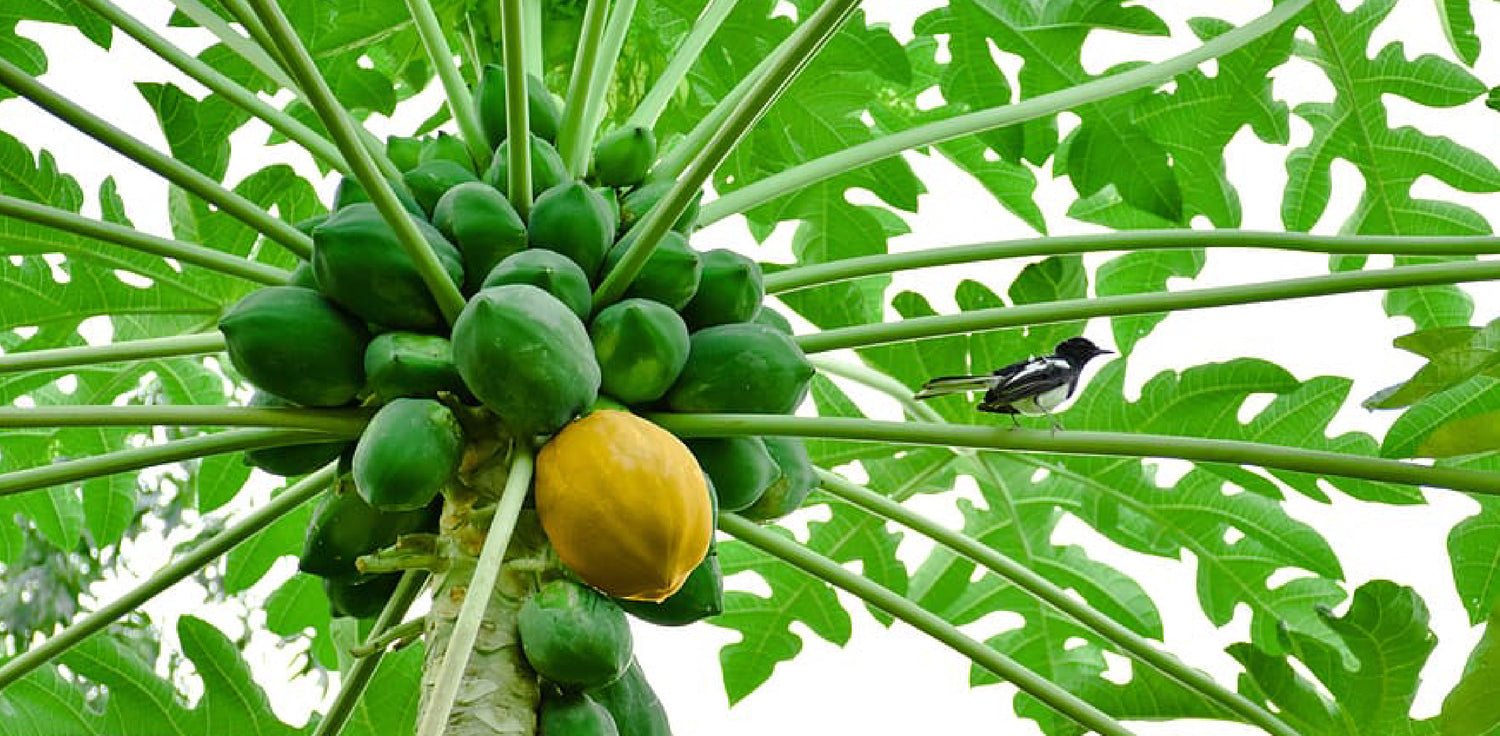 Papaya tree - A photo of a papaya tree, also known as Carica papaya. It is a tropical fruit tree with a single trunk, large palmate leaves, and a crown of fruit clusters. The trunk is usually smooth and slightly grooved, with a grayish-brown bark. The leaves are large, deeply lobed, and arranged in a spiral pattern. The tree bears oblong or pear-shaped fruit with a smooth green to yellow skin and a sweet, juicy flesh that is typically orange or pink in color. 