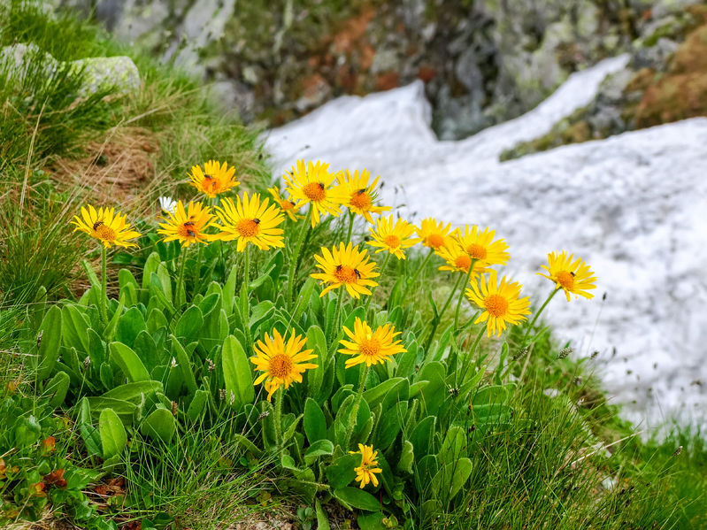 Arnica Montana - A photo of Arnica Montana, a perennial flowering plant typically featuring bright yellow or orange flowers with daisy-like petals and a prominent central cone. The flowers are usually held on tall stalks and bloom in the summer months. The plant has simple, opposite leaves that are lanceolate or ovate in shape and covered with fine hairs. 