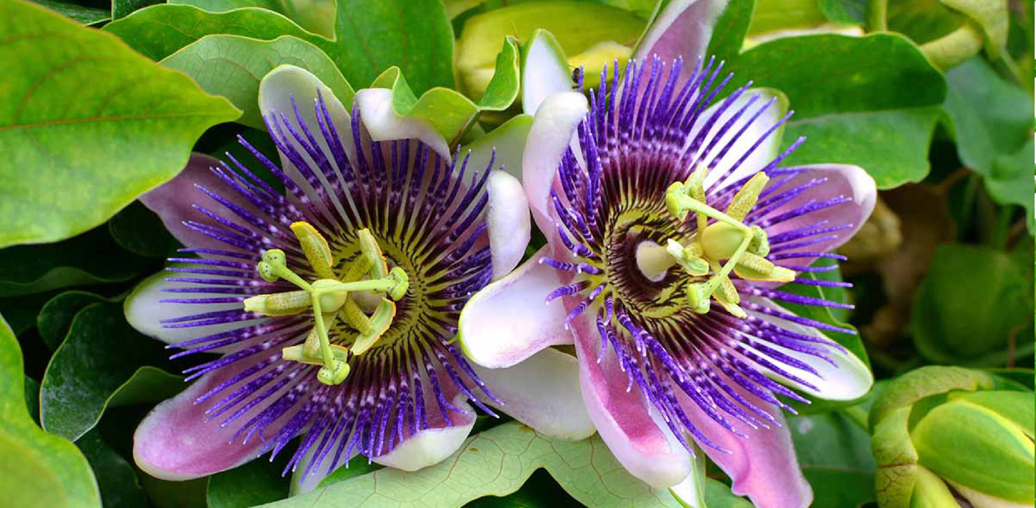 Passiflora plant - A photo of a Passiflora, commonly known as passionflower or passion vine. It features a climbing or trailing vine with unique, exotic flowers and distinctive leaves. The flowers have a complex structure with colorful petals, a central disk, and a corona of filaments. The leaves are palmately lobed or compound, and have tendrils that allow the plant to climb and cling to support structures. 