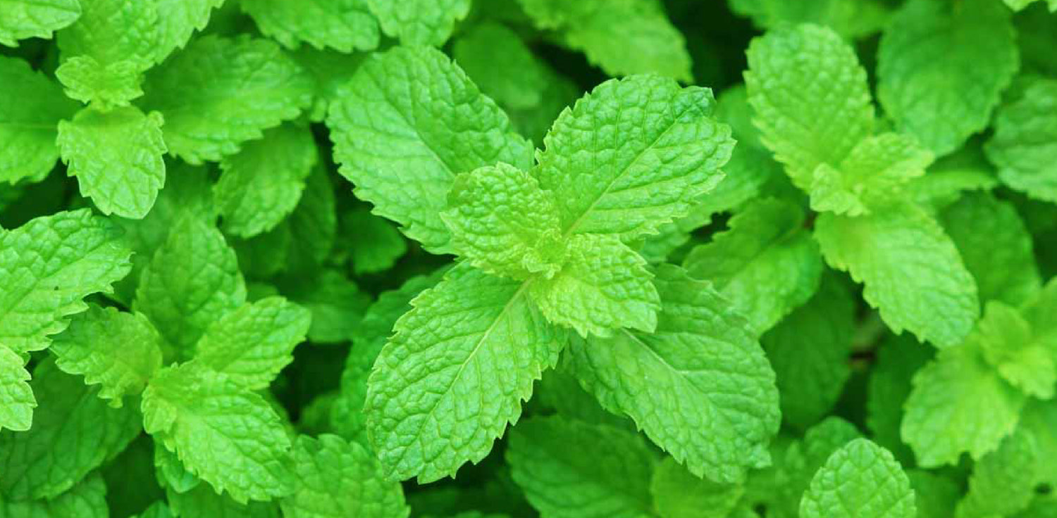 Peppermint plant - A photo of a Mentha × piperita, commonly known as peppermint. It features a perennial herbaceous plant with square stems, opposite leaves, and small, purple flowers. The leaves are lance-shaped, serrated, and have a strong minty aroma when crushed. 