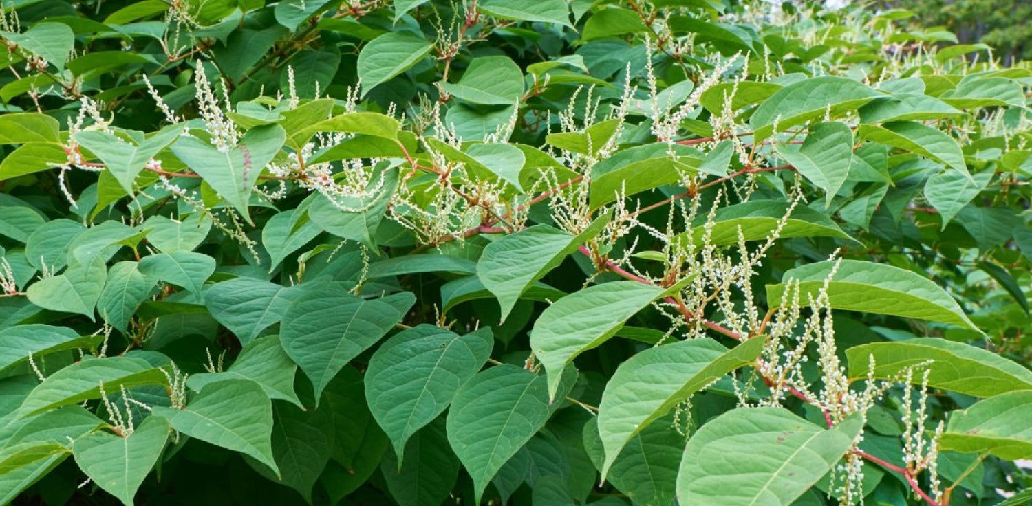 Polygonum cuspidatum plant - A photo of a Polygonum cuspidatum, commonly known as Japanese knotweed or fleeceflower. It features a tall, herbaceous perennial plant with long, pointed leaves and clusters of small, creamy-white flowers. The plant has bamboo-like stems that are hollow and segmented. 