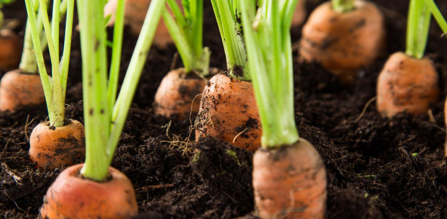 Carrots growing - A photo of carrot plants growing in a garden or field. The image shows rows of carrot tops or foliage, with green leaves and slender stems emerging from the ground. Carrots are root vegetables that grow underground, and the image may also show some partially exposed carrot roots with their distinctive orange color.
