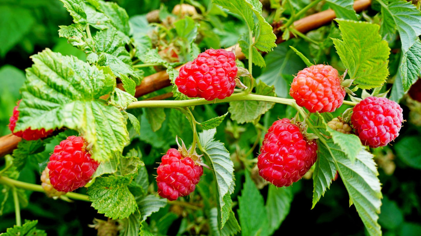 Raspberry plant - A photo of a raspberry plant, Rubus idaeus, showing its woody stems, compound leaves with serrated edges, and red or purple raspberries. Raspberry plants are deciduous shrubs that produce delicious and juicy fruits in various colors, including red, purple, black, and yellow. The leaves are typically dark green and divided into three to five leaflets.