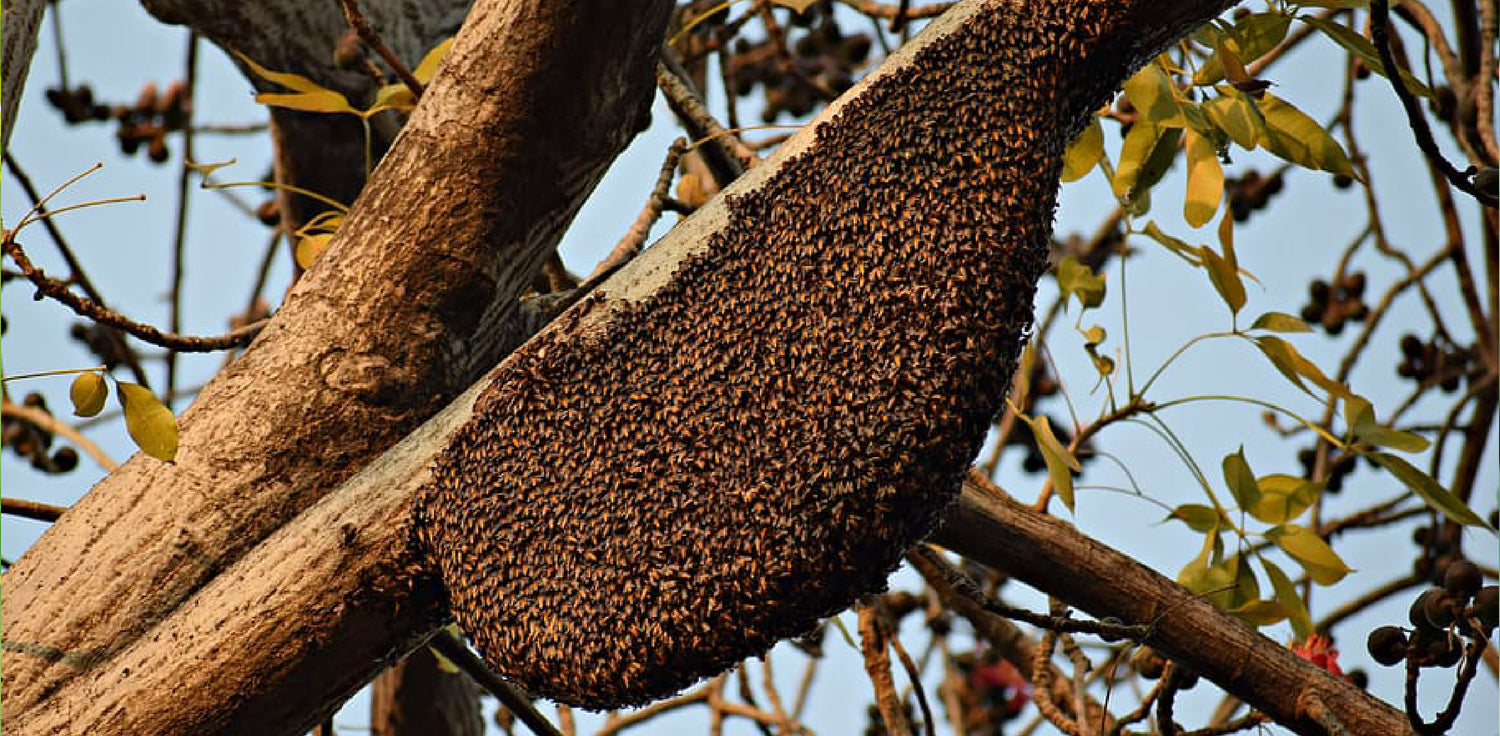 Propolis - A photo of a small, resinous substance commonly known as propolis, which is collected by bees from tree buds, sap flows, and other botanical sources. Propolis is used by bees as a building material to seal and protect their hives. It is typically brown or dark in color and has a sticky, waxy texture.