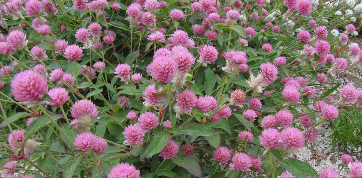 Red clover plant - A photo of a red clover plant, Trifolium pratense, with trifoliate leaves and dense cylindrical flower heads composed of small pink to purple flowers. The leaves are typically dark green and have three leaflets, while the flowers are fragrant and attract pollinators. 
