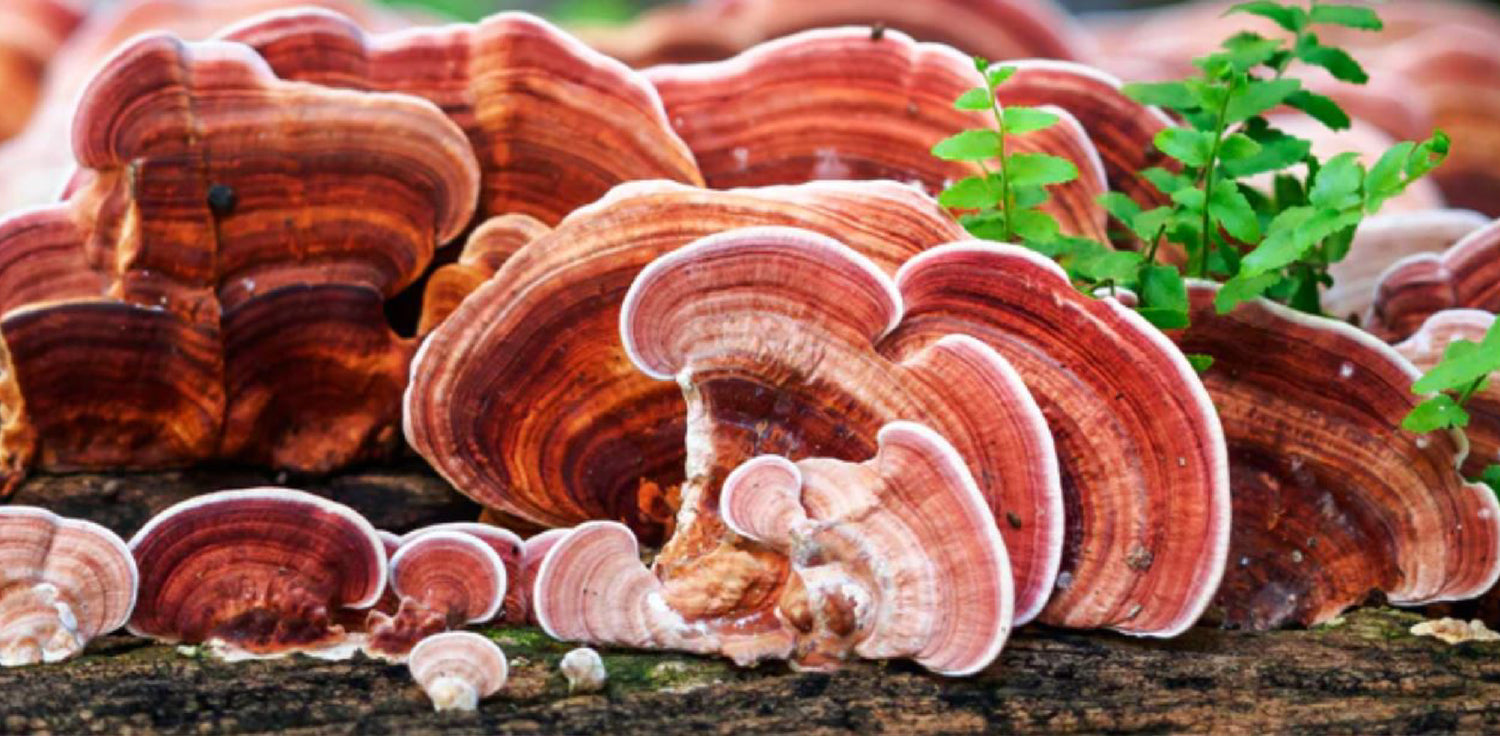 Reishi mushroom - A photo of a large, woody Ganoderma lucidum mushroom with a glossy, fan-like or kidney-shaped cap. It varies in color from reddish-brown to dark brown, and is often marked with concentric rings. The underside of the cap is smooth, and the stem is short and stubby, often attached to the side of the cap. 