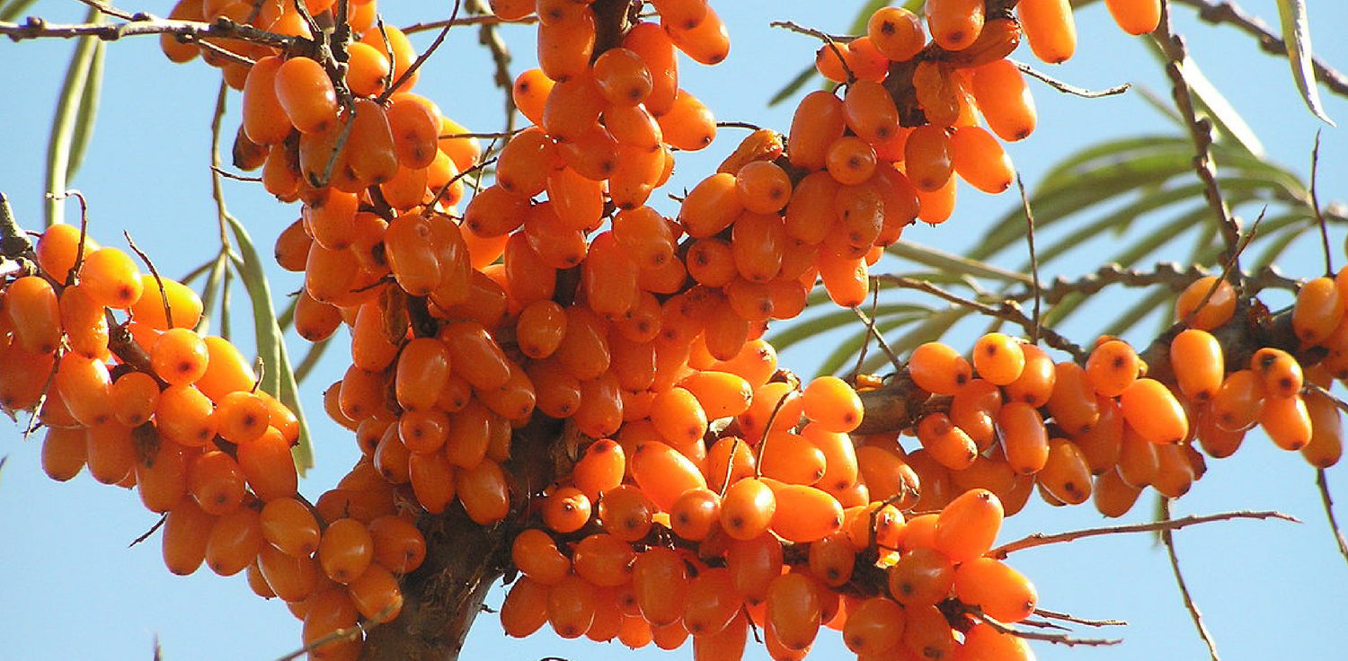 Sea buckthorn plant - A photo of a sea buckthorn plant, also known as Hippophae rhamnoides, a deciduous shrub native to Europe and Asia. The sea buckthorn plant features dense, spiky branches with narrow, silvery-green leaves. The plant produces small, yellow to orange berries that are rich in nutrients, including vitamin C, vitamin E, and antioxidants. The berries may appear clustered along the branches and may have a slightly wrinkled texture. 