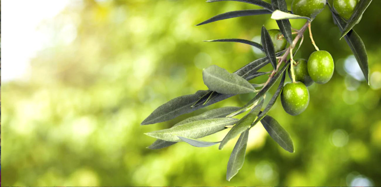 Olive tree - A photo of an olive tree, a small to medium-sized evergreen tree with a gnarled and twisted trunk, and silvery-green leaves. The leaves are simple, lanceolate, and arranged in opposite pairs. The tree has a dense canopy of leaves that provides shade, and it may bear small, inconspicuous flowers in the spring or early summer. The olives, which are the fruit of the olive tree, are small, oval-shaped, and typically green when unripe, turning to black or purple when fully ripe. 