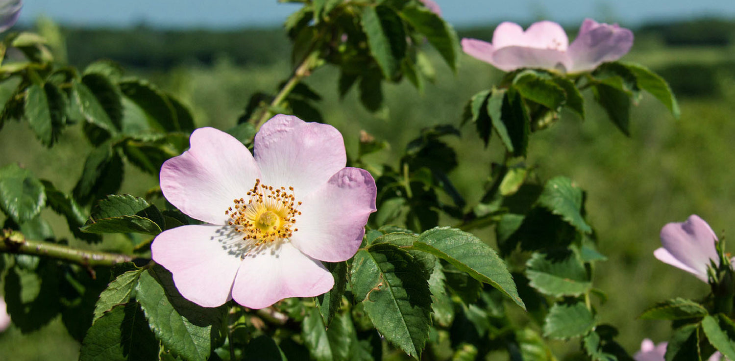 Wild Rose Bush - A photo of a wild rose bush, a deciduous shrub that is native to various regions around the world. It typically features arching branches covered with sharp thorns and pinnately compound leaves with serrated edges. The flowers are usually single or in small clusters, with five petals in shades of pink, white, or yellow. 