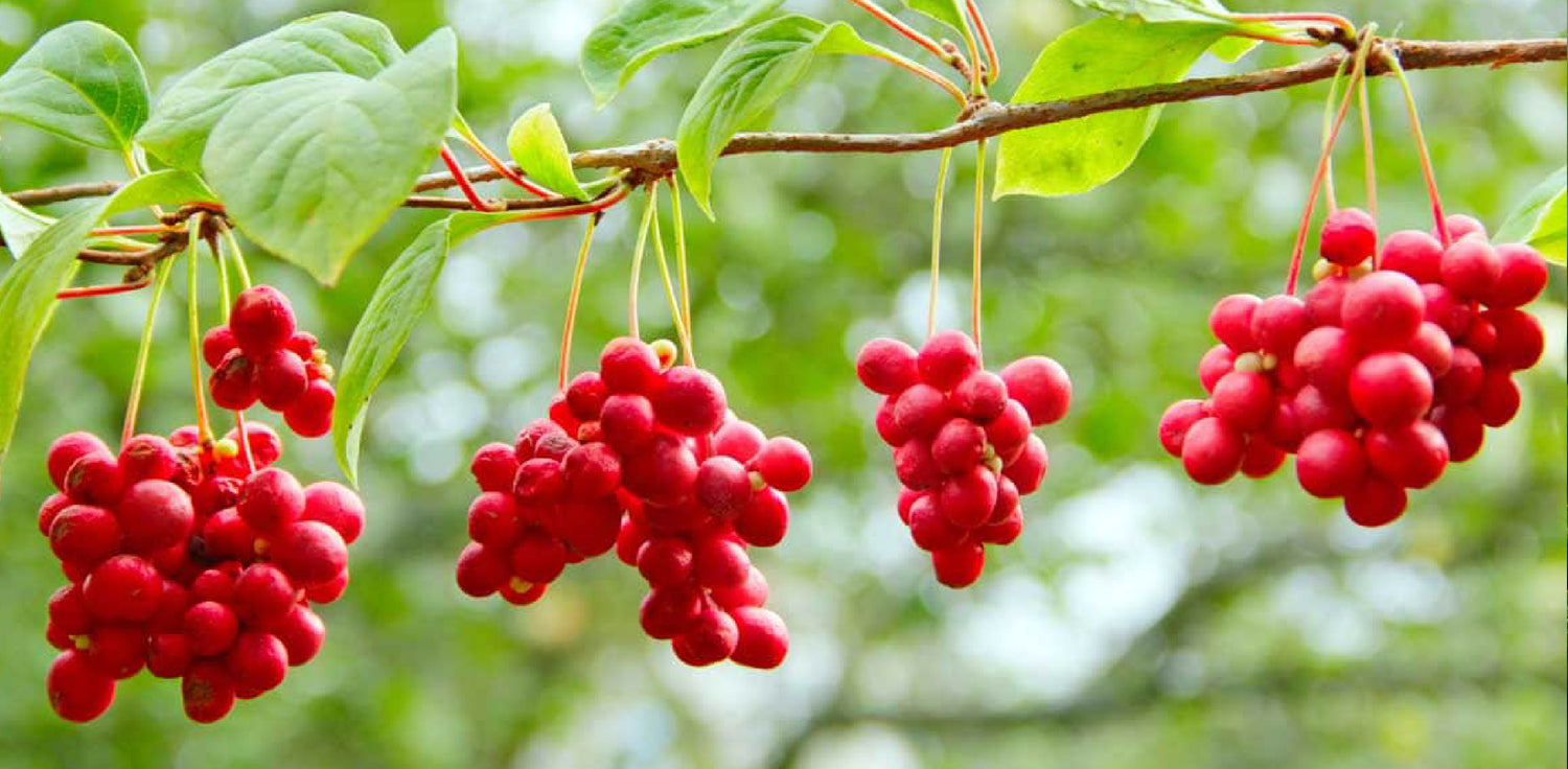Schisandra chinensis plant - A photo of a Schisandra chinensis plant, also known as magnolia vine or five-flavor fruit. It is a woody climbing vine with shiny, dark green leaves and small, fragrant flowers. The plant produces clusters of bright red berries that are known for their unique taste, described as sweet, sour, salty, bitter, and pungent. Schisandra chinensis is highly valued in traditional Chinese medicine for its medicinal properties.