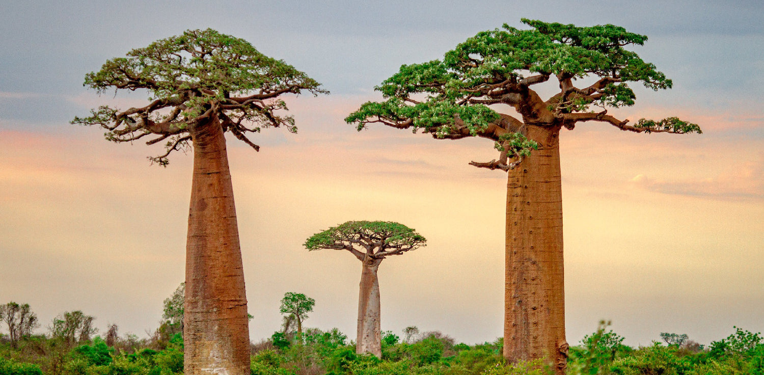 Baobab tree - A photo of a baobab tree, also known as the 'tree of life' or Adansonia tree. The photo shows a large, unique-looking tree with a thick, bulbous trunk that tapers towards the top, and sparse branches with few leaves. The baobab tree has a distinct appearance with its massive trunk and often appears leafless during the dry season.