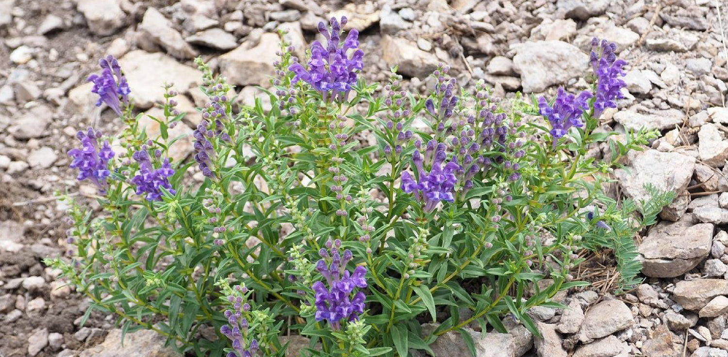 Scutellaria baicalensis plant - A photo of a Scutellaria baicalensis plant, also known as Chinese skullcap. It features upright stems with opposite, lance-shaped leaves and produces spikes of small, tubular flowers in shades of blue or purple. The plant has a bushy growth habit and is often used for its medicinal properties