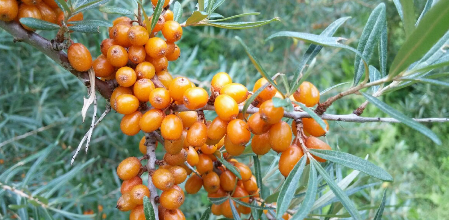 Sea buckthorn plant - A photo of a sea buckthorn plant, a deciduous shrub with a dense, bushy growth habit. It has narrow, silver-gray leaves and produces small, inconspicuous flowers. The female plants bear bright orange berries that are clustered along the branches, providing a striking contrast against the foliage