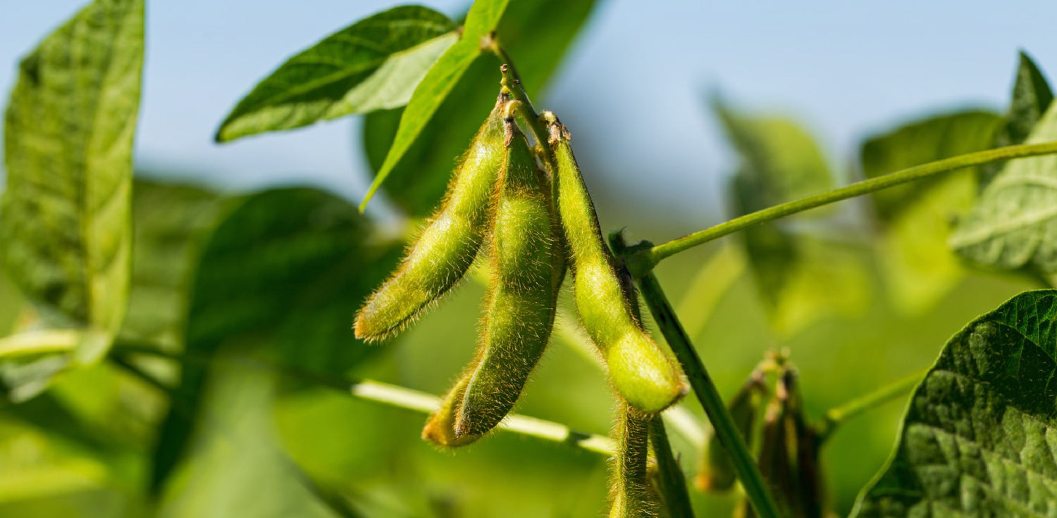 Soybean plant - A photo of a soybean plant, featuring tall, upright stems covered with fine hairs, trifoliate leaves with three oval-shaped leaflets, and clusters of small, fragrant flowers. The plant produces elongated pods that contain mature seeds, which are typically yellow or green and arranged in neat rows within the pod