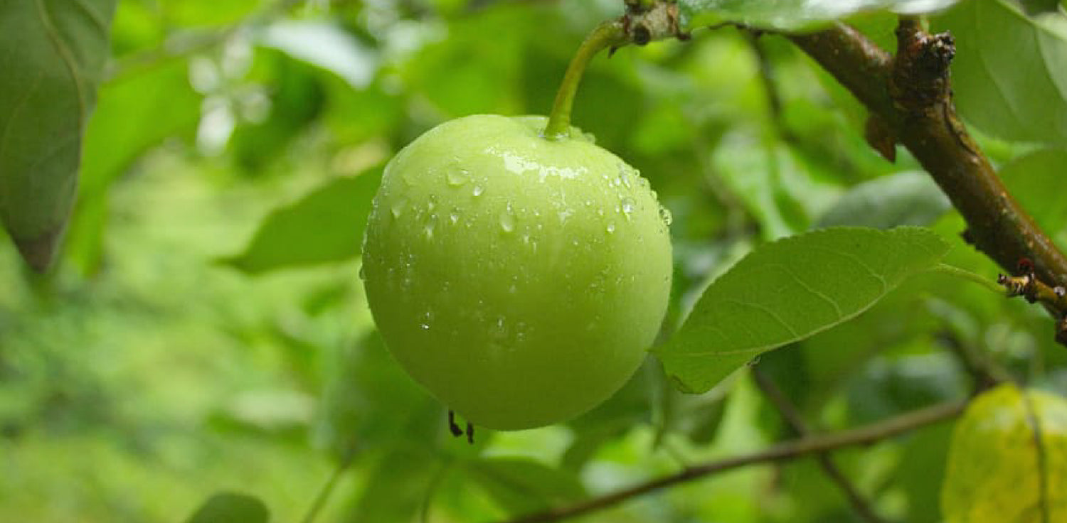 Green apple tree - A photo of a green apple tree with branches covered in green leaves and ripe green apples. The tree has a straight trunk and a rounded crown. The leaves are oval-shaped with serrated edges, and they are a vibrant shade of green. The apples are plump and green, indicating that they are fully ripe and may have a smooth or shiny texture.