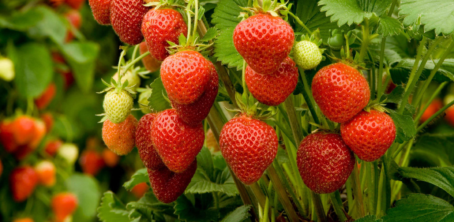 Strawberry plant - A photo of a strawberry plant, also known as Fragaria ananassa. It is a low-growing perennial plant with bright green trifoliate leaves and runners that produce multiple flower stalks. The flowers are small and white, and the plant produces small, juicy, red fruits known as strawberries. The fruits are typically heart-shaped and have a sweet, tangy flavor. The plant may also produce white or pink flowers, and the fruits can vary in size, shape, and color depending on the cultivar. 
