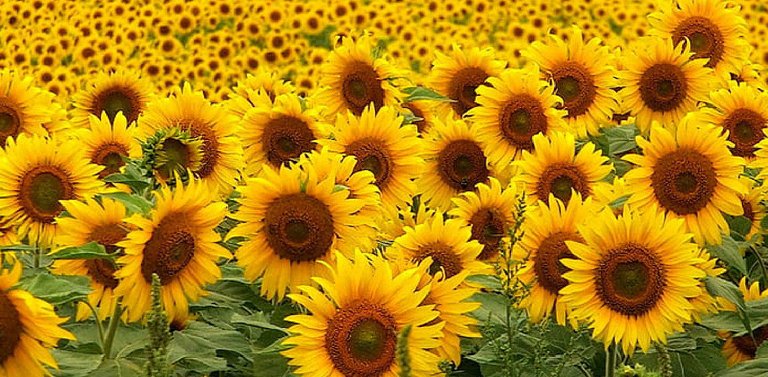 Sunflower plant - A photo of a sunflower plant, also known as Helianthus annuus. It is a tall annual plant with a large, vibrant yellow or orange flower head that resembles the sun, consisting of numerous small florets surrounded by distinctive ray petals. The flower head is typically held atop a sturdy stem with broad, heart-shaped leaves. Sunflowers are known for their cheerful appearance, with their large, showy flower heads facing the sun and following its movement throughout the day.