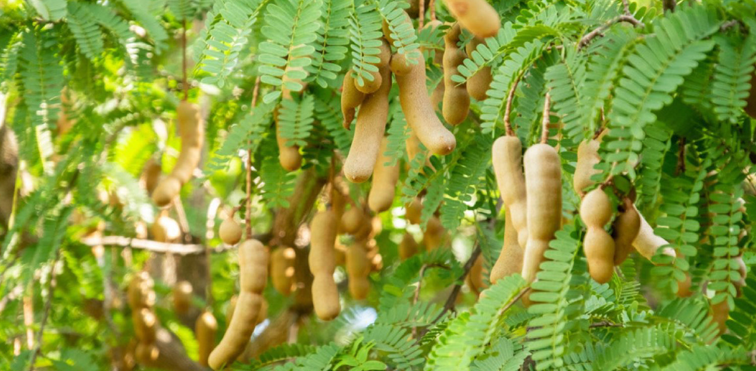 Tamarind tree - A photo of a Tamarind tree, also known as Tamarindus indica. It is a medium to large-sized tree with a spreading canopy and dense foliage. The tree features pinnately compound leaves with glossy, dark green leaflets and small, fragrant flowers that are usually yellow or cream-colored. The tree produces pod-like fruits that are brown or reddish-brown in color and contain a sweet-sour pulp that is used in various culinary applications, such as chutneys, sauces, and candies
