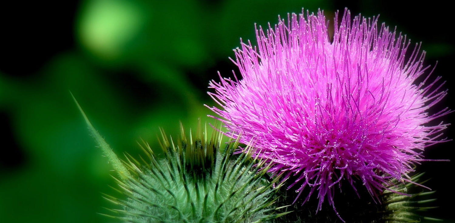 Thistle plant - A photo of a thistle, a prickly flowering plant known for its distinctive appearance. Thistles typically have tall, upright stems with spiny leaves and thorny bracts surrounding their flowers. The flowers of thistles are typically purple, pink, or white, and have a unique globe-like shape.