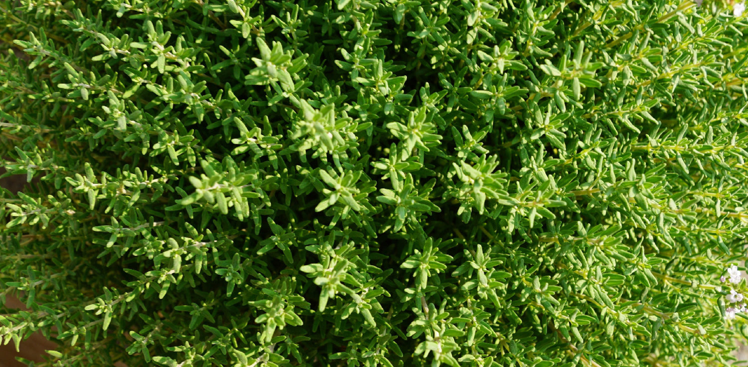 Thyme plant - A photo of a thyme plant, a small perennial herb with aromatic leaves. Thyme plants typically have woody stems covered with small, gray-green leaves that are arranged in pairs. Thyme plants may produce small, tubular flowers that can range in color from white to pink or purple, depending on the species.