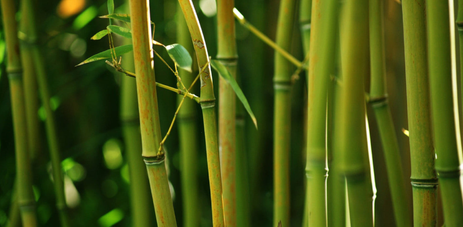 Bamboo plant - A photo of a bamboo plant, typically featuring tall, slender stems or stalks (culms) with distinct nodes and internodes. The leaves of a bamboo plant are usually long and narrow, arranged in clusters at the nodes. Bamboo plants are known for their rapid growth and can reach impressive heights