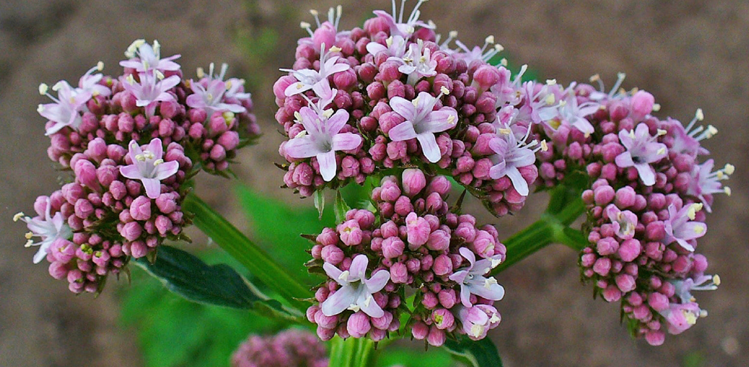 Valeriana officinalis plant - A photo of the Valeriana officinalis plant, commonly known as valerian or garden heliotrope. The plant features tall, sturdy stems with compound leaves composed of multiple leaflets. The leaves are toothed and have a pinnate or palmate arrangement. The plant produces clusters of small, fragrant flowers that are typically pink or white in color.