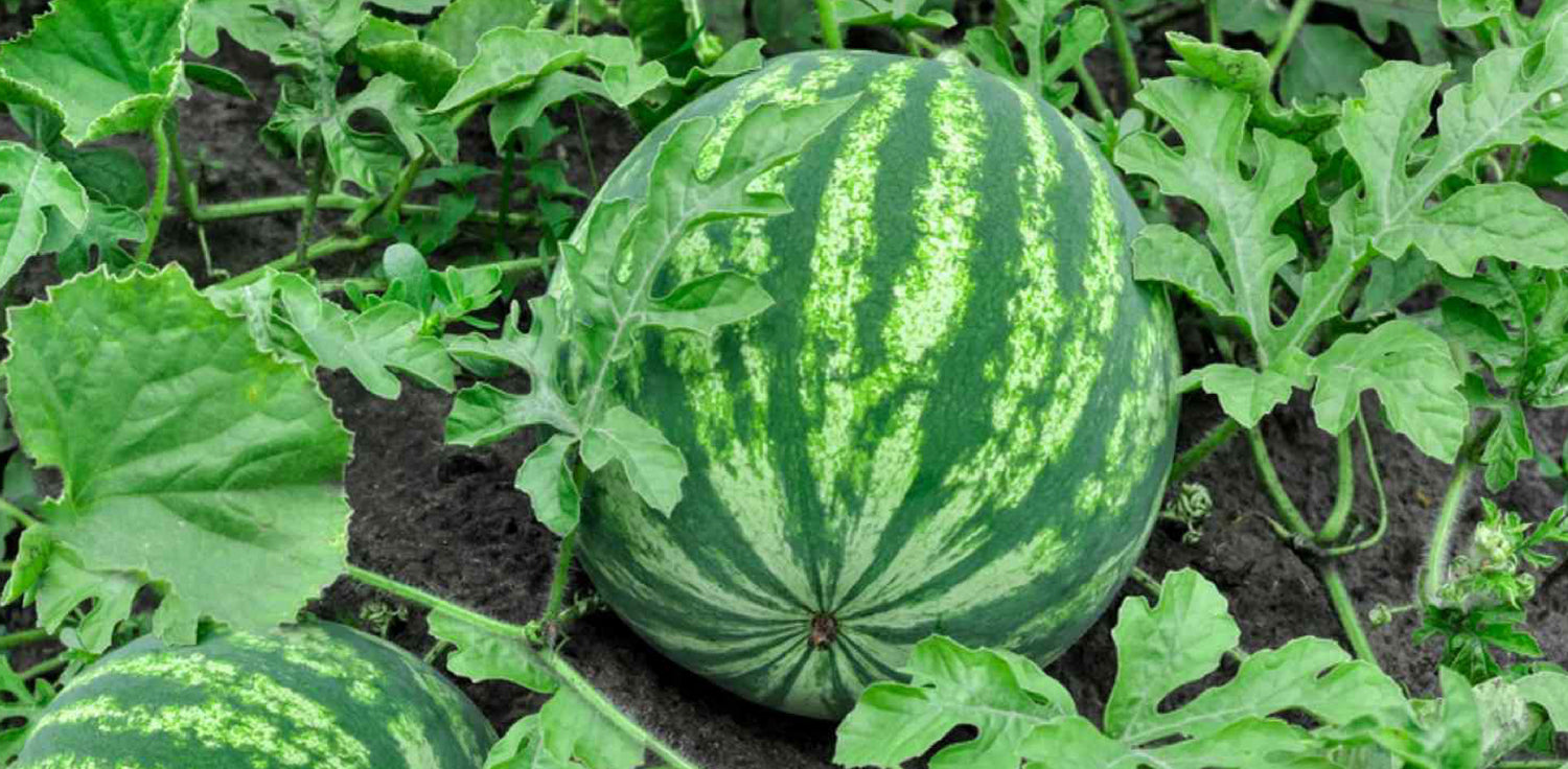 Watermelon plant - A photo of a watermelon plant, scientifically known as Citrullus lanatus. It features large, rounded leaves with a slightly rough texture and deeply lobed edges. The plant produces long, trailing vines with tendrils for climbing. The flowers are yellow and the plant bears large, juicy watermelon fruits with a thick rind, typically green with darker stripes. 