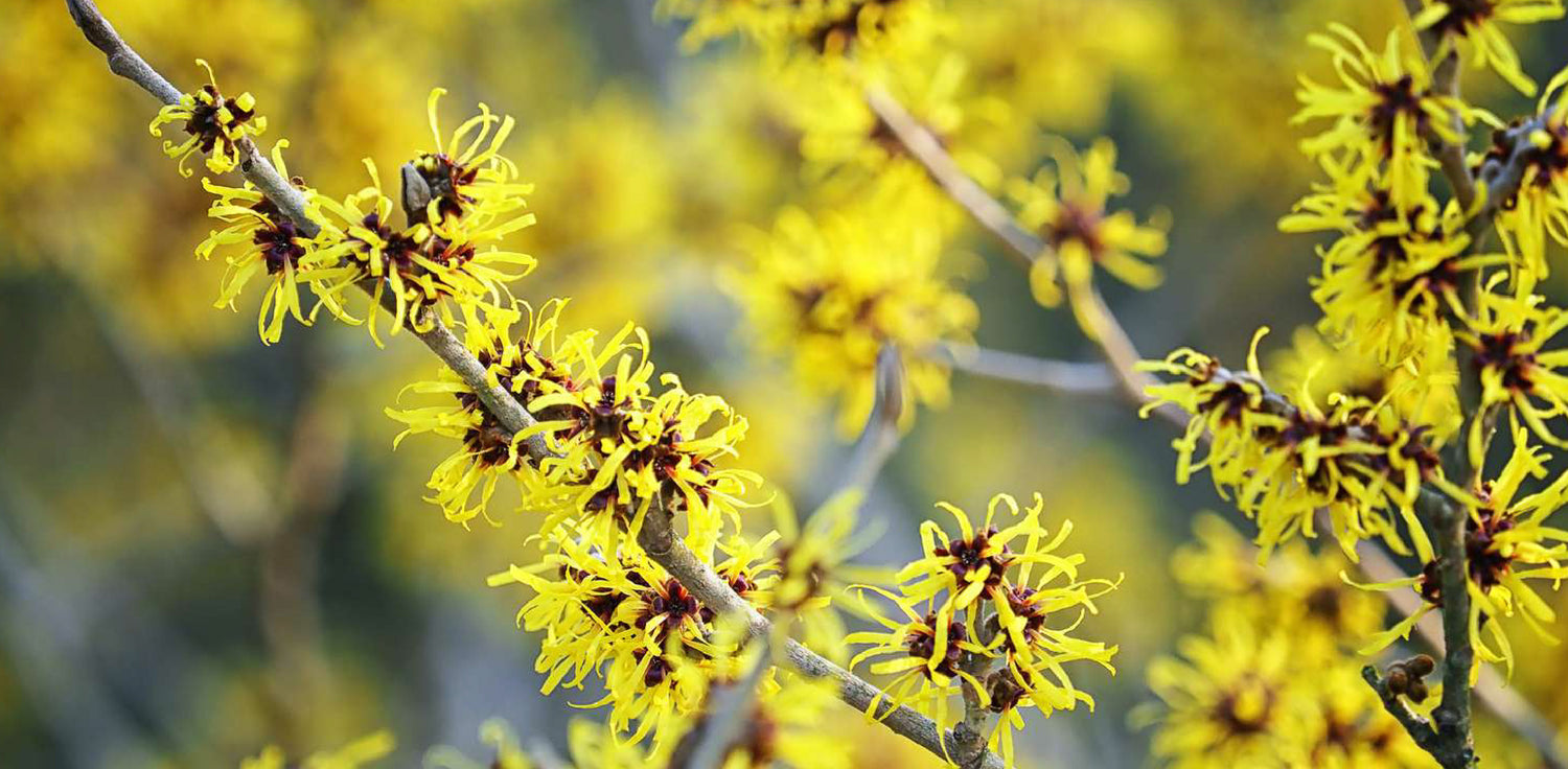 Witch Hazel shrub - A photo of a Witch Hazel shrub, scientifically known as Hamamelis virginiana. It features a deciduous shrub with multiple branching stems, oval to elliptical leaves, and distinctive yellow flowers with ribbon-like petals. The flowers bloom in late fall or winter, and the shrub is known for its unique ability to flower during colder months.