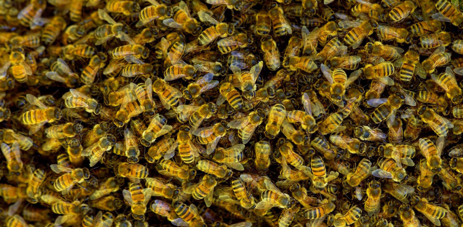 Bee venom - A photo of bees in action, swarming. Bees are small, flying insects known for their important role as pollinators in the ecosystem. They typically have a stout body with a distinct head, thorax, and abdomen, and are covered in fine hairs. Bees can be found in various colors and sizes depending on the species. 