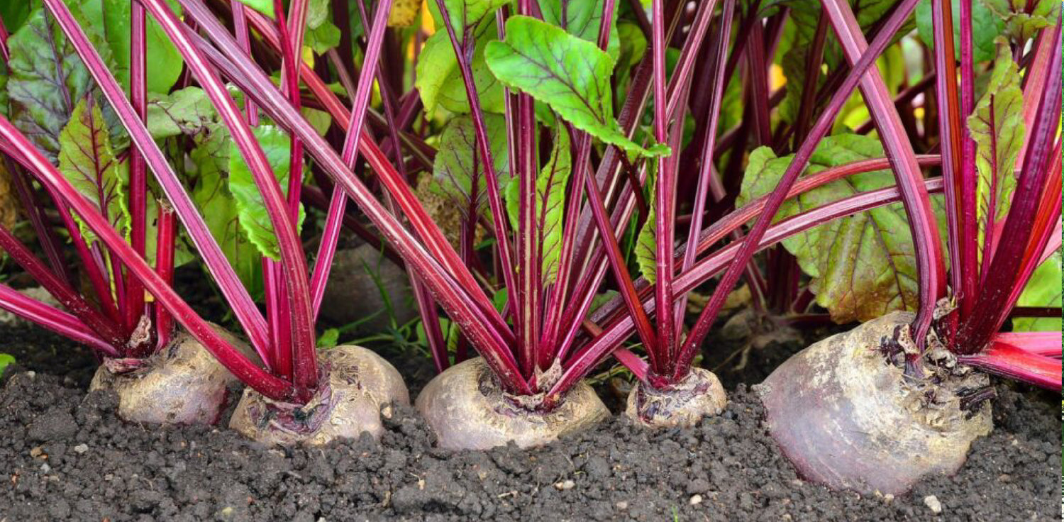 Beetroot plants - A photo of beetroot plants growing in a garden or farm. The photo shows young beetroot plants with dark green, rounded leaves emerging from the soil. The plants have thick stems and are spaced apart in rows, indicating a cultivated or organized planting arrangement. Beetroot plants are known for their vibrant red or purple edible roots