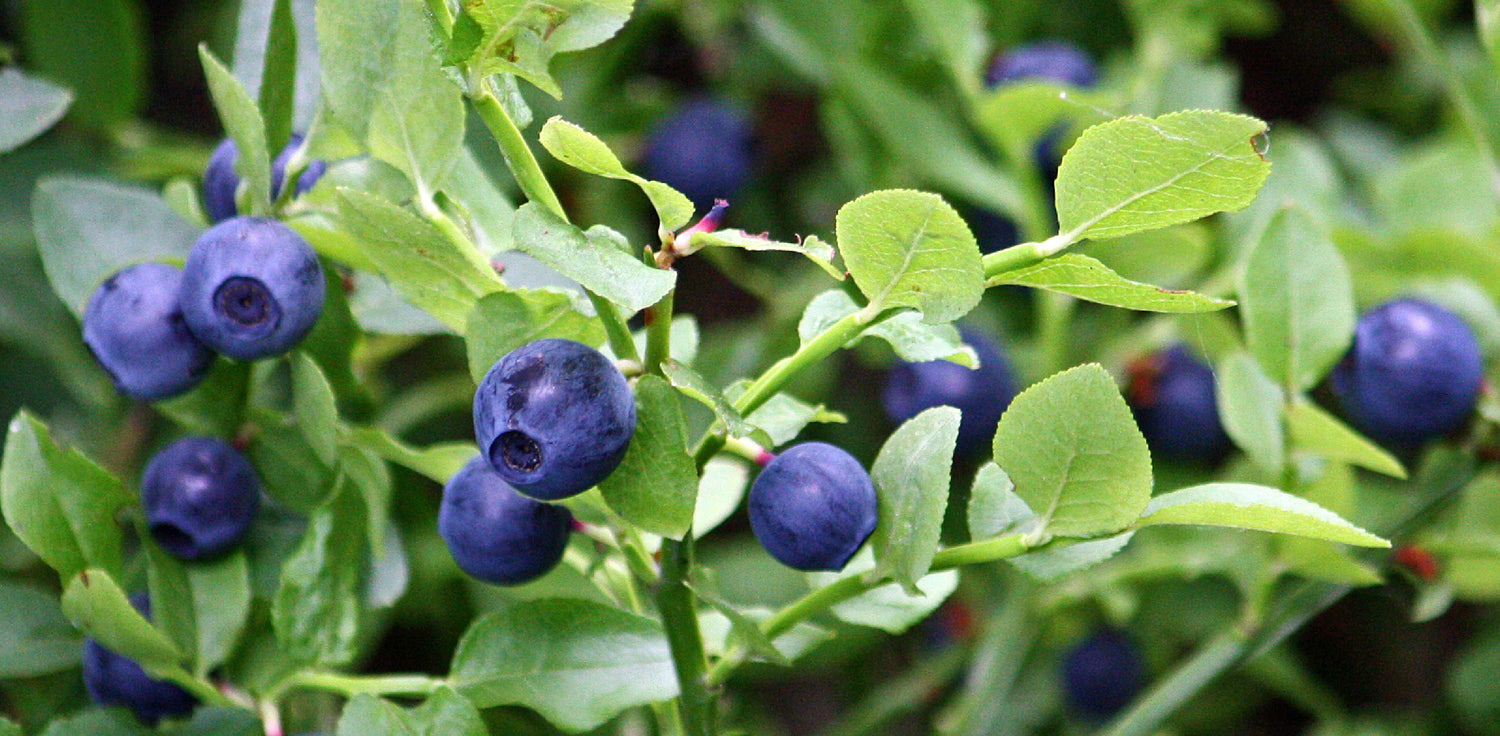 Bilberry tree - A photo of a small, deciduous shrub with an upright growth habit and oval-shaped leaves that are dark green and glossy. The plant produces bell-shaped, pink or white flowers that bloom in the spring and are followed by small, round berries that are typically dark blue or purple when ripe. The bilberry tree has a compact and bushy appearance, with branches that may have a reddish hue. 