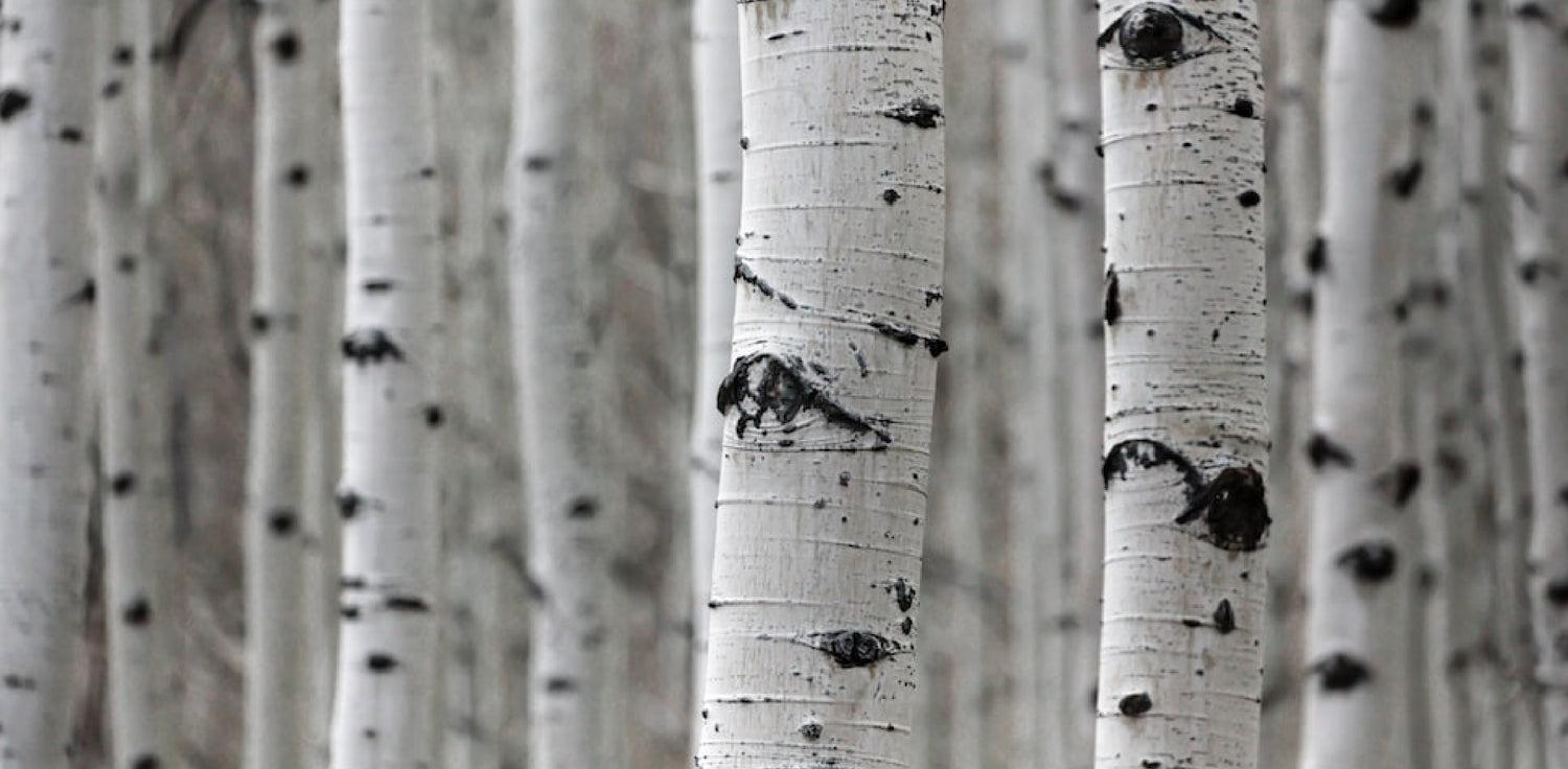 Birch tree - A photo of a deciduous tree with distinctive white bark that peels in papery layers, revealing a smooth, pale bark underneath. The bark often has black or brown markings, adding to its unique appearance. The branches of the birch tree are typically slender and have small, triangular-shaped leaves that are bright green in the spring and turn yellow in the fall. The tree has a graceful and elegant appearance, with a slender trunk and a rounded or pyramidal crown. 