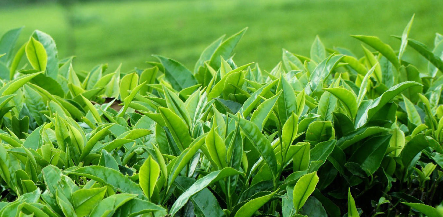 Camellia sinensis plant - A photo of an evergreen shrub with glossy, dark green leaves and small, white flowers with yellow centers. The plant typically has a dense and bushy growth habit, with some varieties reaching up to 6-8 feet in height. The leaves of Camellia sinensis are elliptical in shape and have serrated edges.  