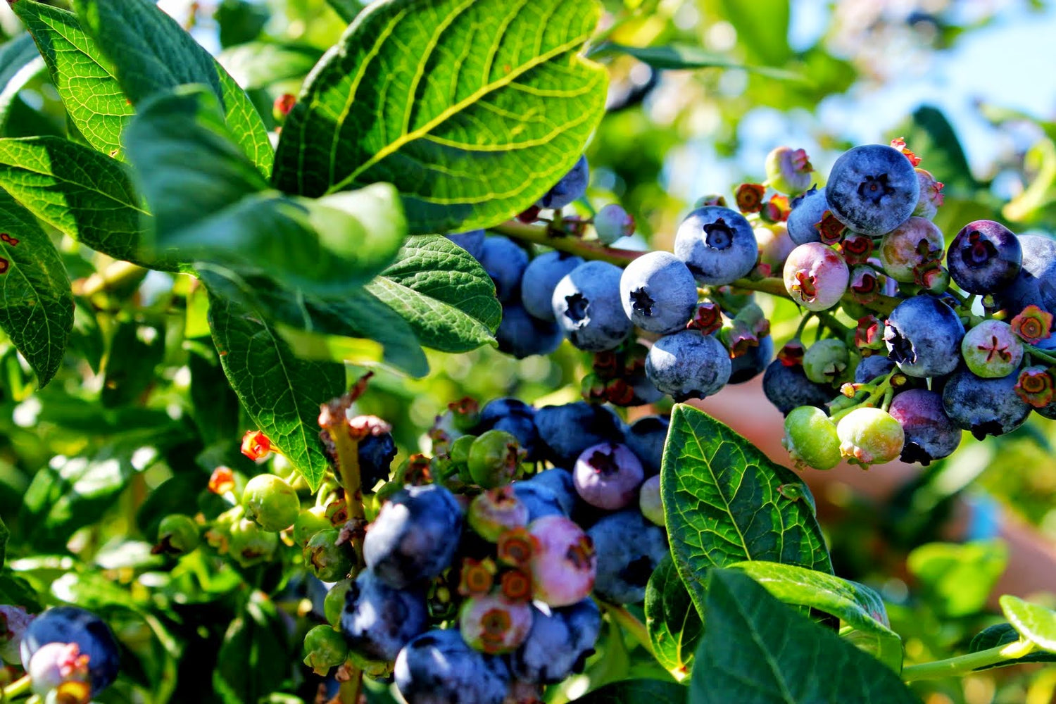 Blueberry plant - A photo of a shrub-like plant with woody stems and small, oval-shaped leaves. The plant typically features clusters of small, bell-shaped flowers that are pink or white in color, which later develop into small, round berries. The berries are usually blue or purple in color and have a sweet and tangy taste. 
