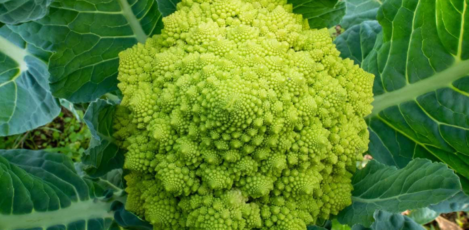 Broccoli plant - A photo of a green vegetable plant with thick stalks and dense clusters of small, tightly packed florets. The plant typically features large, dark green leaves and a thick, sturdy stem that supports the florets. The florets are usually green or purple in color, and have a unique, fractal-like appearance.