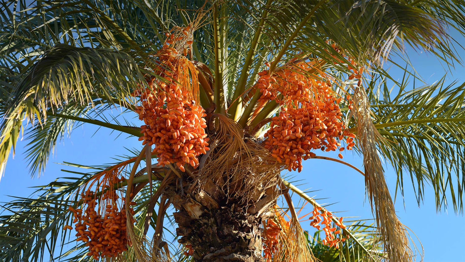 Palm oil fruit - A photo of a palm tree cultivated for the production of palm oil. The tree has a tall, slender trunk and large, fan-shaped or feather-like leaves at the top.  The fruit is typically oval-shaped, about the size of a plum, and grows in clusters called bunches. Each fruit has a tough outer shell or husk, which may be reddish or brown in color, and contains a fleshy pulp and a hard seed or kernel.