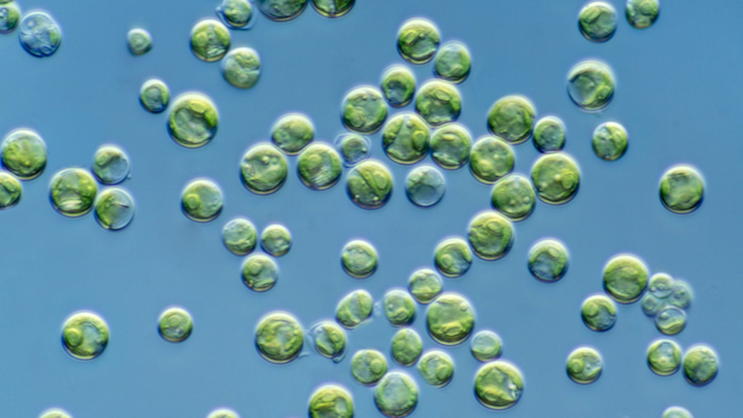 Chlorella vulgaris - A Photo of Green Microalgae, Chlorella vulgaris, a Single-celled Freshwater Algae,  It typically features a green, spherical or oval-shaped cell with a smooth cell wall.