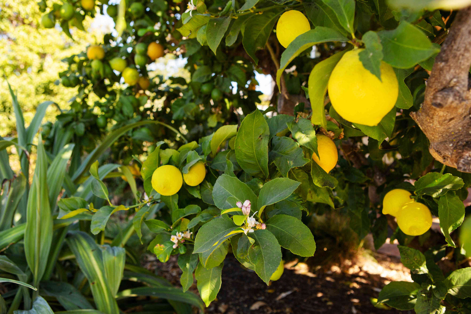 Lemon Tree - A photo of a lemon tree, typically featuring a small to medium-sized tree with a rounded canopy, glossy green leaves, and fragrant flowers. The leaves are lance-shaped and have a glossy appearance. The tree produces small, oval-shaped fruits known as lemons, which are yellow in color with a thick, textured rind.