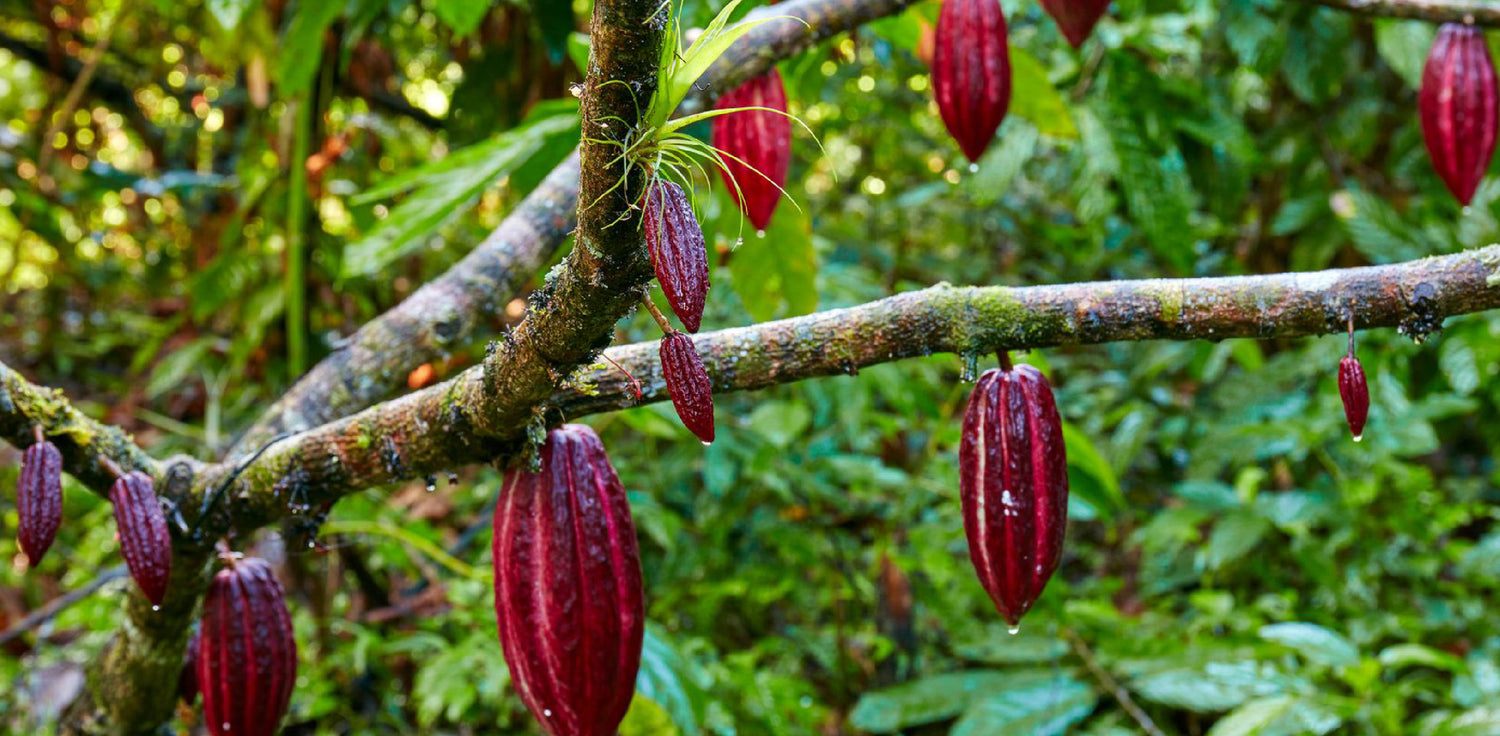 Cocoa tree - A photo of a cocoa tree, also known as Theobroma cacao. The tree is typically small to medium-sized, with a dense canopy of large, glossy leaves. The leaves are typically dark green and have a simple, elliptical shape. The tree bears fruit pods that are typically yellow, orange, or red when ripe, and contain cocoa beans, which are used to produce cocoa powder and chocolate. 