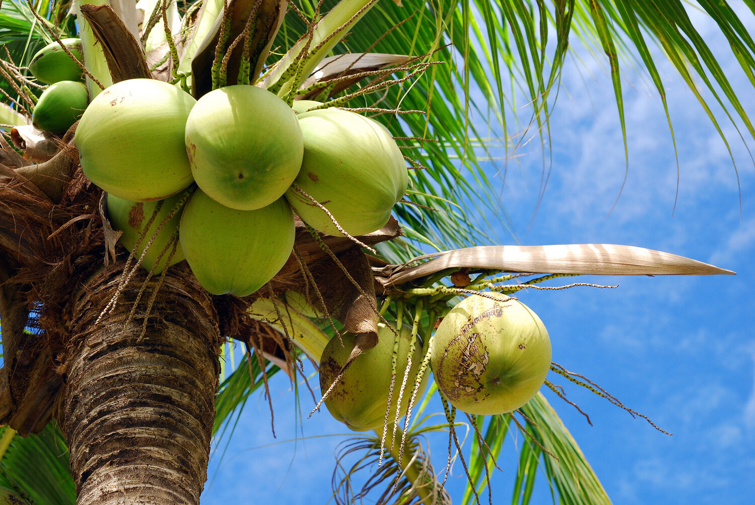 Coconut Tree - A photo of a coconut tree, typically featuring a tall palm tree with a slender trunk, feathery fronds, and a crown of large, elongated leaves. The tree produces large, oval-shaped coconuts with a hard, brown outer shell and a fibrous husk. The coconut fruit contains a delicious, refreshing water inside and a rich, creamy flesh known as "copra."