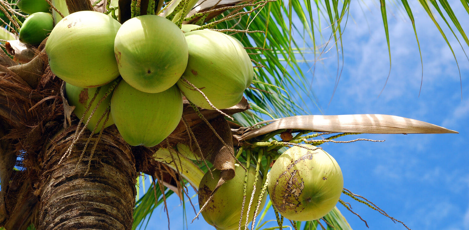 Coconuts growing - A photo of coconuts growing on a coconut palm tree. The image shows several coconuts at various stages of maturity, ranging from green to brown, attached to the tree by their characteristic fibrous husks. The tree has long, feathery leaves at the top and a slender, smooth trunk.