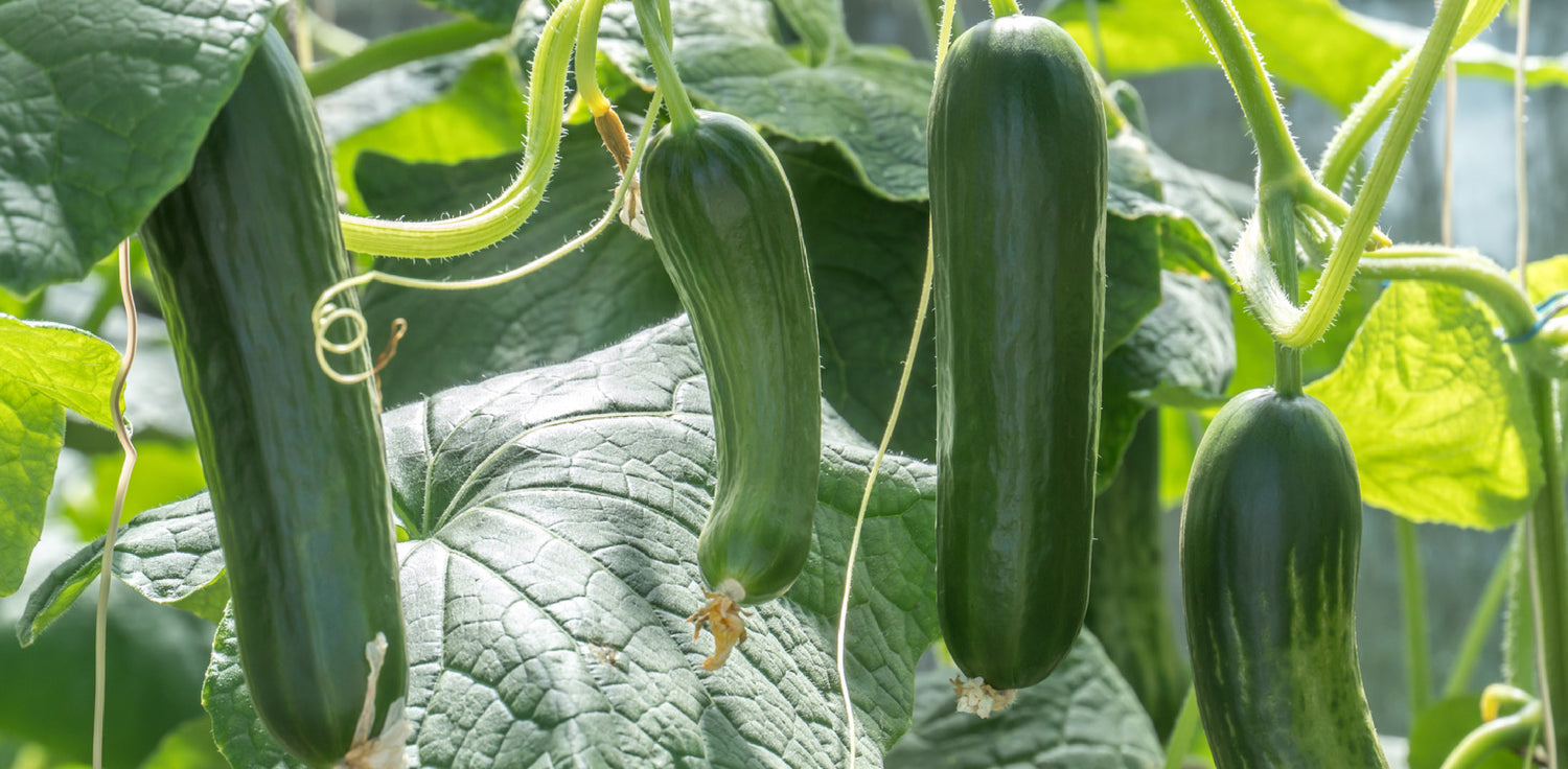 Cucumber plant - A photo of a cucumber plant, typically featuring long trailing vines with large leaves and yellow flowers. The leaves are usually broad and have a rough texture, while the flowers are typically yellow in color and have a star-shaped appearance. The cucumber plant produces cylindrical fruits with a smooth, green skin and a juicy interior.