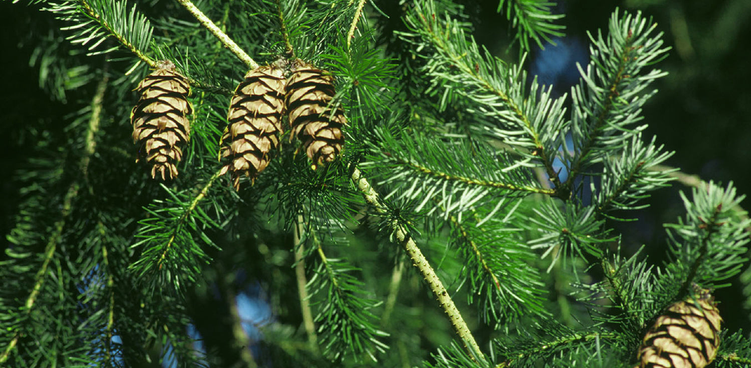 Douglas Fir Tree - A photo of the Douglas Fir tree It typically features a tall, straight trunk with thick, rough bark and branches that bear needles that are arranged in a spiral pattern. The needles are dark green on the upper side and have a lighter green or bluish-white color on the lower side. The tree produces pinecones that are brown in color and have distinctive three-pointed bracts protruding from each cone scale.