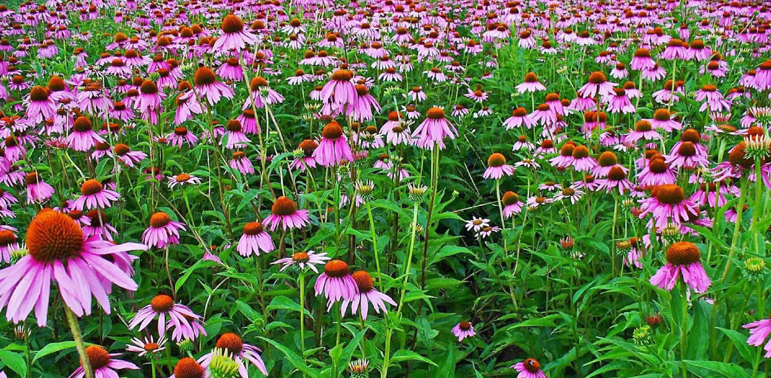 Echinacea Plant - A photo of the Echinacea, commonly known as coneflower. It features daisy-like flowers with distinctive, raised cone-shaped centers and petals that are usually pink, purple, or white in color. The plant has a robust appearance with sturdy stems and lance-shaped leaves arranged in a whorled pattern.