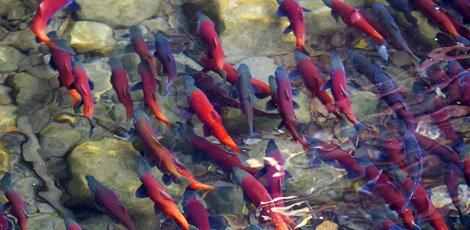 Salmon swimming - A photo of several salmon swimming in clear water. The salmon have streamlined bodies with silver and pink coloration, characteristic of adult salmon during their spawning migration. They are swimming against the current with their mouths closed, displaying their powerful muscles and determination. The water is crystal clear, allowing for clear visibility of the salmon's scales and fins as they move gracefully through the water.