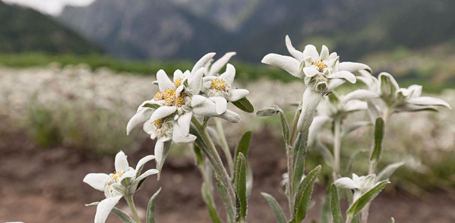 Edelweiss Plant - A photo of the Edelweiss  It typically features small, star-shaped flowers with white or yellowish petals and a woolly, silver-gray appearance due to fine hairs that cover the plant. The Edelweiss has a distinctive appearance with a compact, cushion-like growth habit and leaves that are arranged in a rosette pattern.